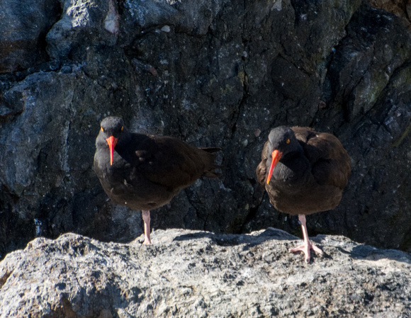 Black oystercatcher - Haematopus bachmani