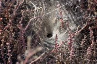 Grass spider - Agelenopsis aperta