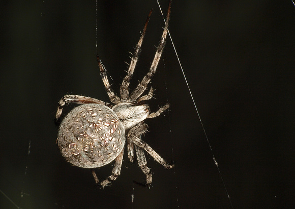 Western spotted orb weaver - Neoscona oaxacensis