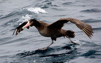 Searching for Short-tailed Albatross out of San Pedro June 6, 2021