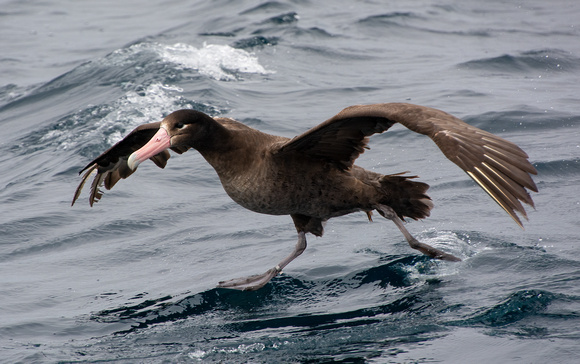 Short-tailed Albatross - Phoebastria albatrus