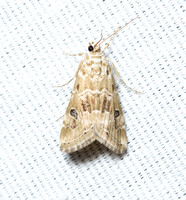 Cabbage webworm  - Hellula rogatalis