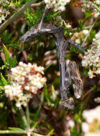 Bordered Mantis - Stagmomantis limbata