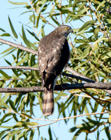 Sharp-shinned Hawk - Accipiter striatus