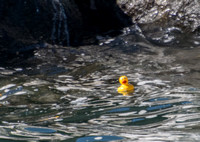 Rubber Ducky