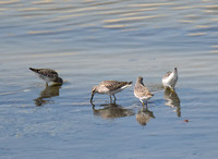 Stilt Sandpiper - Calidris himantopus