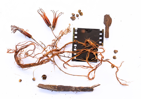 Vignettes from garden scraps
