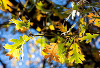 California Black Oak  - Quercus kelloggii