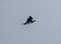 Parasitic Jaeger - Stercorarius parasiticus