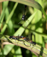 Burrowing wasp 3 - Ammophila sp.