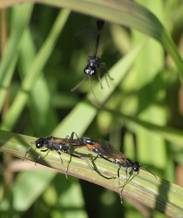 Burrowing wasp 3 - Ammophila sp.