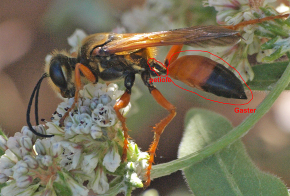 Wasp Anatomy