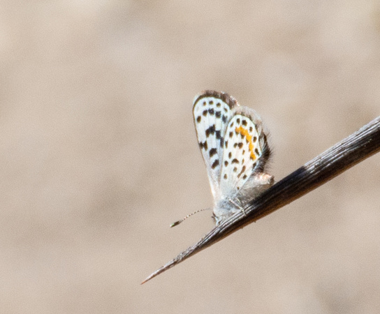 Bernardino Blue - Euphilotes bernardino