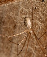 Long-bodied cellar spider - Pholcus phalangioides