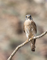 American Kestrel - Falco sparverius