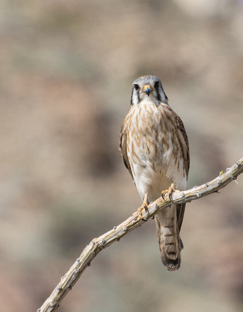 American Kestrel - Falco sparverius