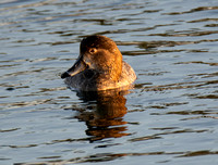 Redhead - Aythya americana