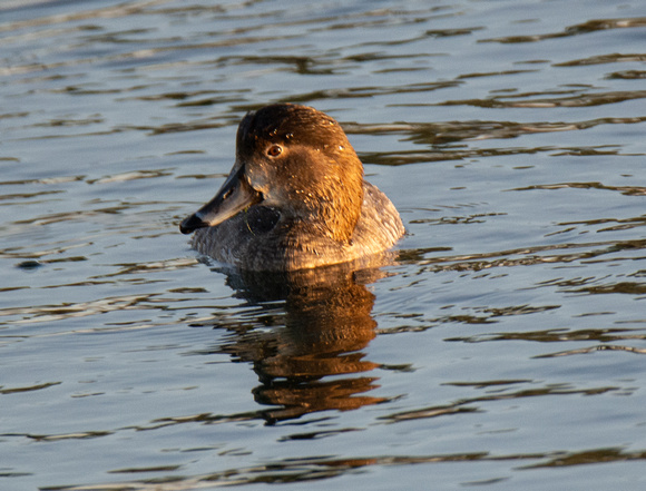 Redhead - Aythya americana