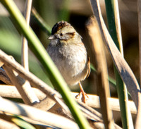 Swamp Sparrow - Melospiza georgiana