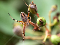 Western spotted orb weaver - Neoscona oaxacensis