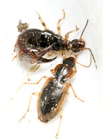 Ring-legged earwig - Euborellia annulipes and Tule Beetle - Tanystoma maculicolle