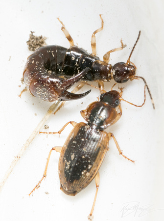 Ring-legged earwig - Euborellia annulipes and Tule Beetle - Tanystoma maculicolle