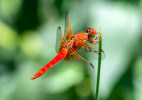 Neon skimmer -  Libellula croceipennis