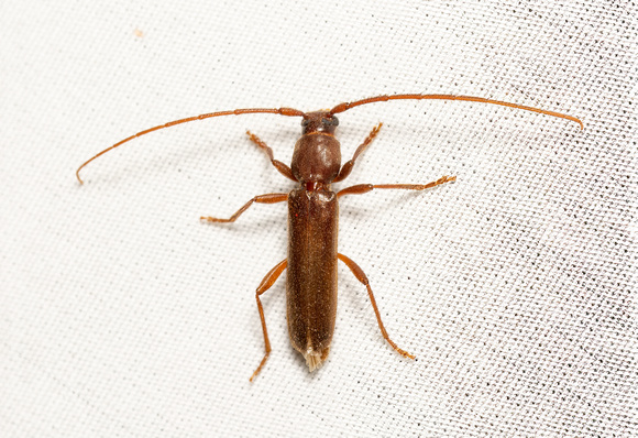 Longhorned beetle - Paranoplium gracile