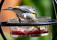 Yellow-rumped Warbler - Setophaga coronata