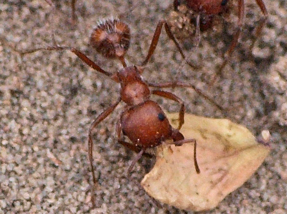 Geniculate -- elbowed - California red harvester - Pogonomyrmex californicus