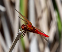 Neon skimmer -  Libellula croceipennis