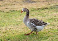 Greylag Goose - Anser anser