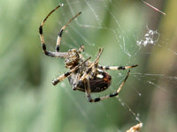 Western spotted orb weaver - Neoscona oaxacensis