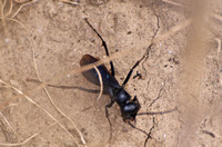 Spider wasp - Unidentified sp.