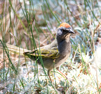 Green-tailed Towhee - Pipilo chlorurus