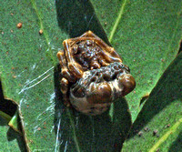 Bolas spider - Mastophora cornigera
