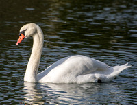 Mute Swan - Cygnus olor