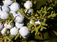 California juniper - Juniperus californica