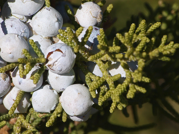 California juniper - Juniperus californica