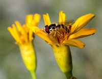 Exotic streaktail - Allograpta exotica