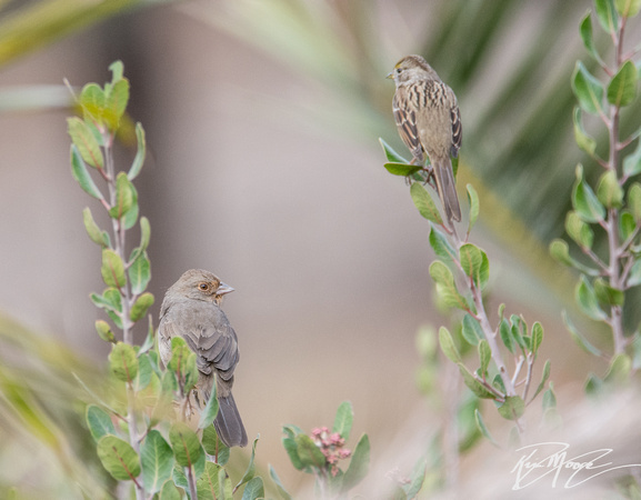 California Towhee - Melozone Crissalis, Golden-crowned Sparrow - Zonotrichia atricapilla