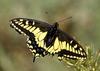 Anise swallowtail - Papilio zelicaon