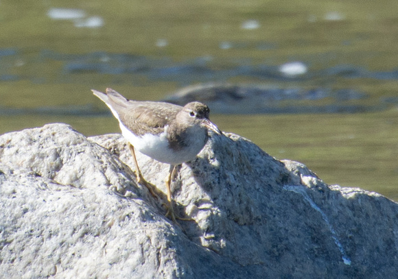 Spotted Sandpiper -Actitis macularia