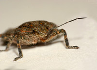 Rough stink bug - Brochymena sulcata