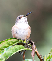 Allen's Hummingbird - Selasphorus sasin