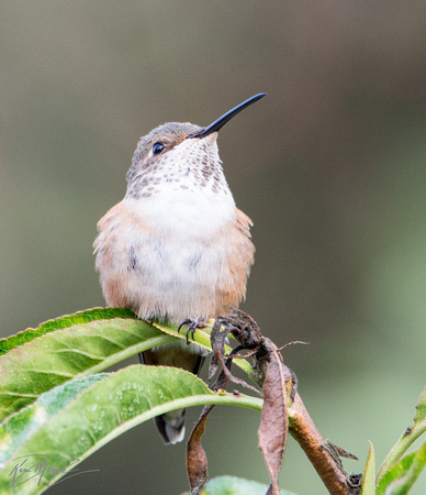 Allen's Hummingbird - Selasphorus sasin