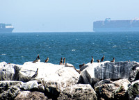 Brandt's Cormorant - Phalacrocorax penicillatus