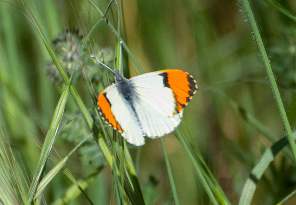 Sara orangetip - Antocharis sara