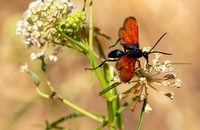Tarantula hawk- Pepsis thisbe