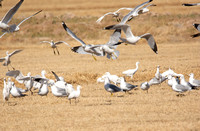 Cattle Egret - Bubulcus ibis, Ring-billed Gull -  Larus delawarensis